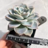 Graptoveria Harry Watson (Albino Offsets)