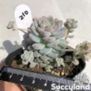 Echeveria Prolifica