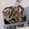 Echeveria Melaco