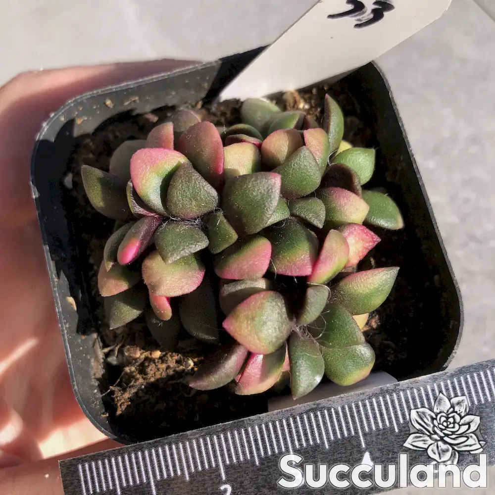 anacampseros rufescens variegated succulent