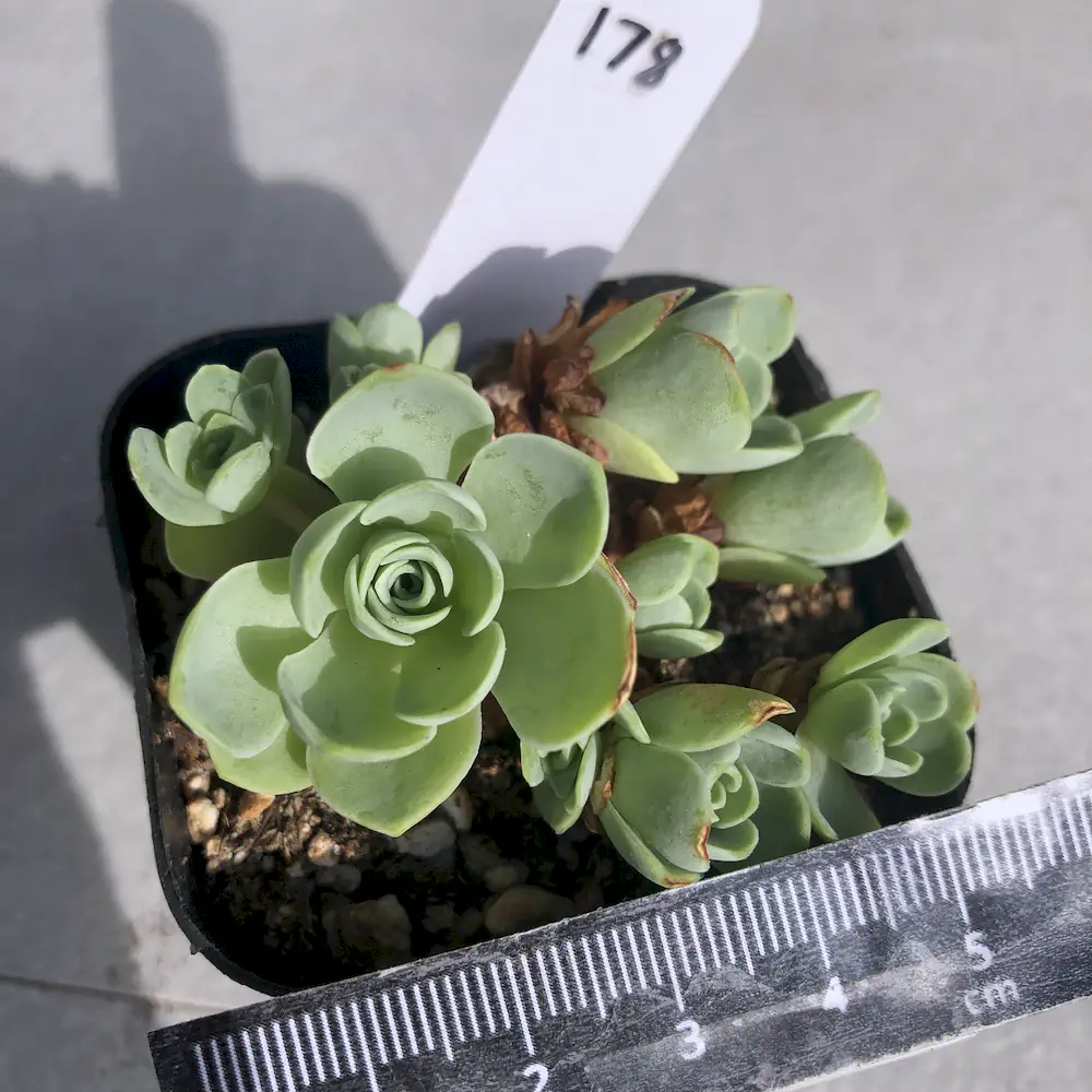 Greenovia Dodrantalis - Mountain Rose