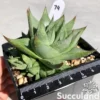 Gasteraloe Kabela