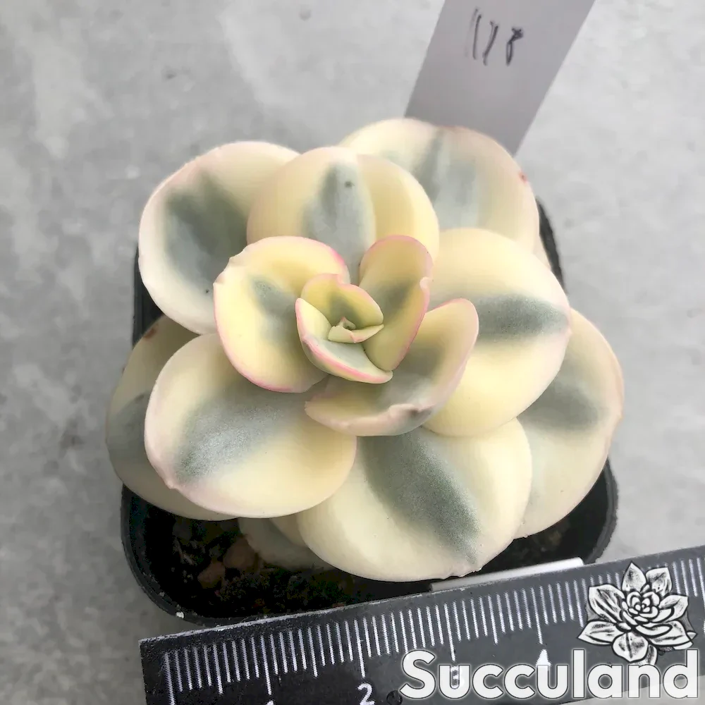 echeveria suyon white variegated form