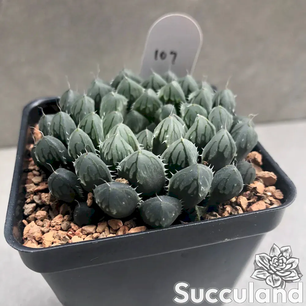 haworthia cooperi succulent