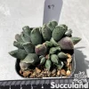 Adromischus Cooperi Var. Festivus - Plover Eggs