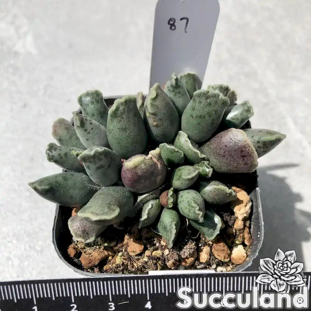Adromischus Cooperi Festivus succulent