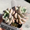 Graptoveria White Dew