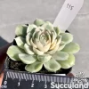 Echeveria Onslow Variegated