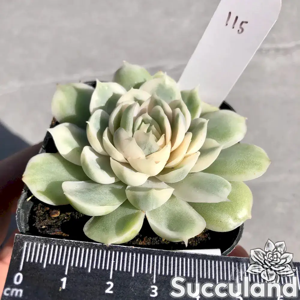 echeveria onslow variegated succulent