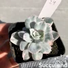 Echeveria Berkeley Light Variegated