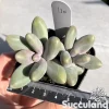 Pachyphytum Fittkaui Moran