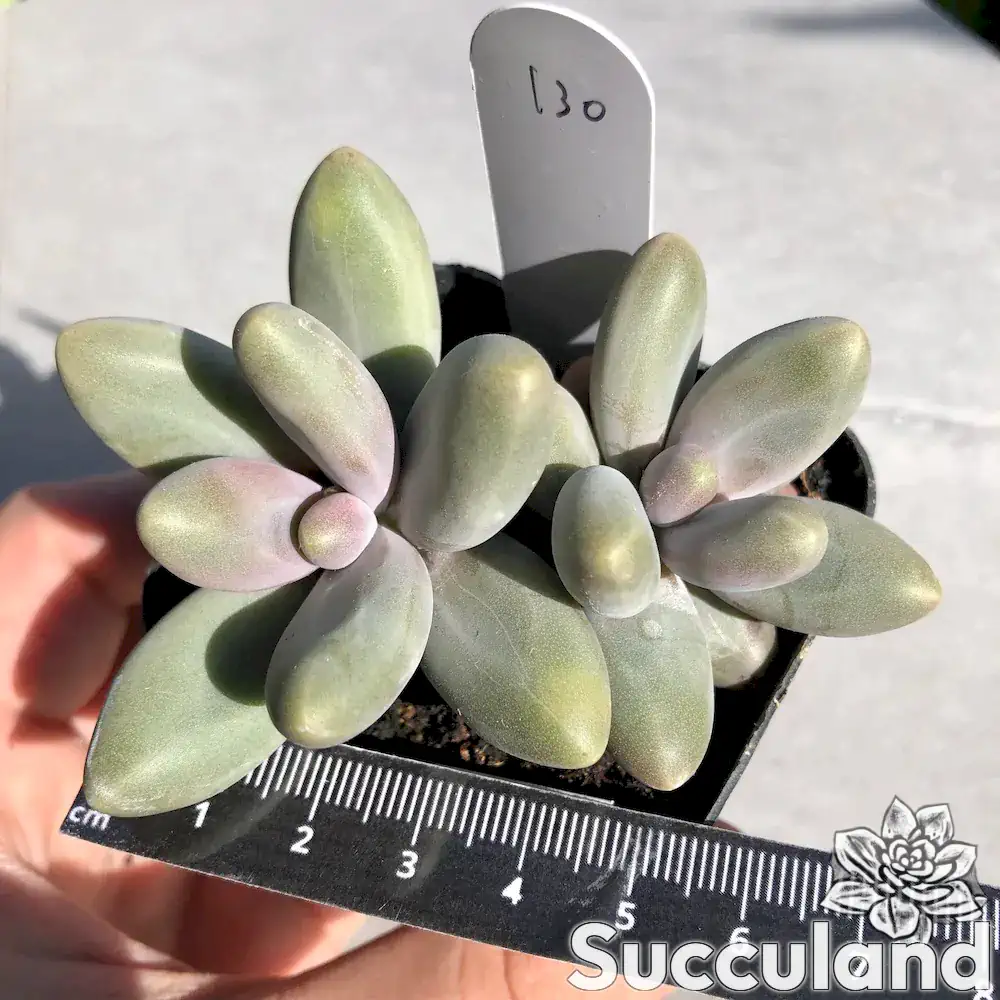 Pachyphytum Fittkau Moran succulent