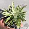 Haworthiopsis Attenuata White Variegated