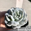 Echeveria Exotic