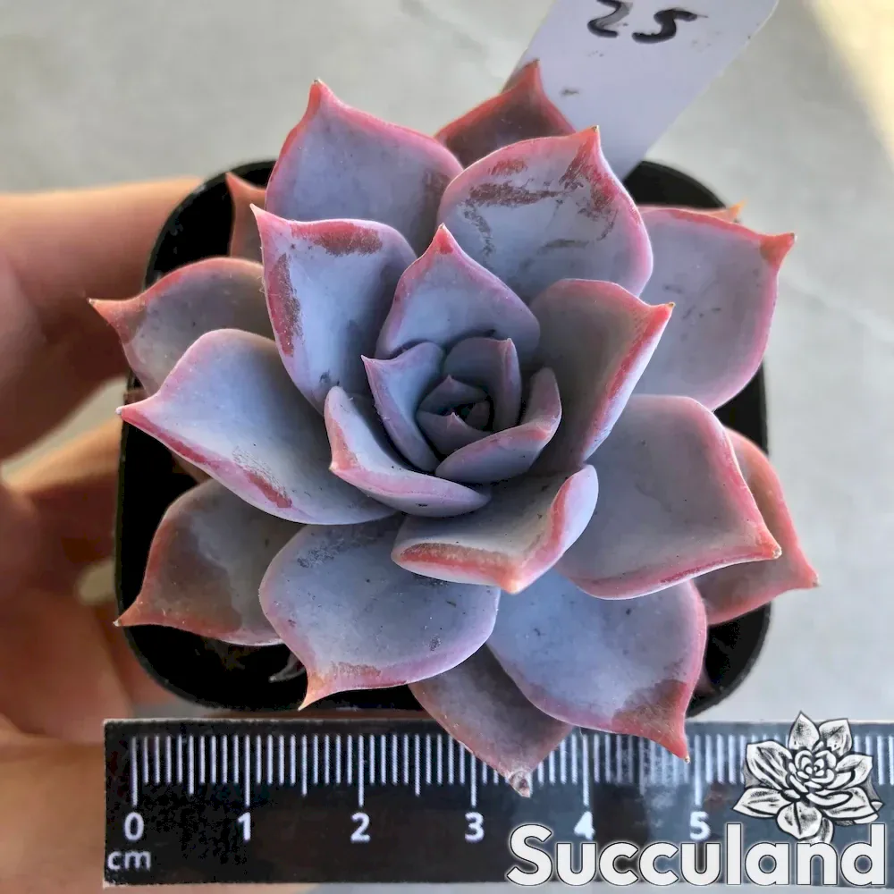 echeveria lucila succulent