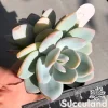 Echeveria White Tea