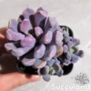 Graptoveria Topsy Debbi - Lilac Spoons
