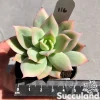 Echeveria Golden Glow