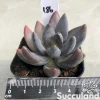 Sedeveria Blue Mist