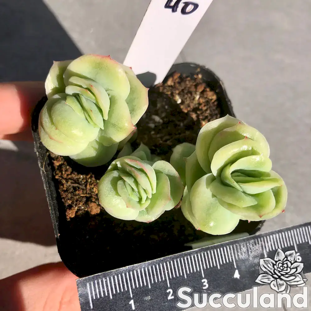Echeveria Ice Rose Variegated Succulent