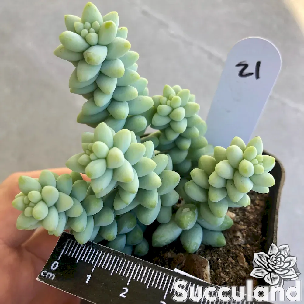Sedum Burrito Donkey Tail succulent