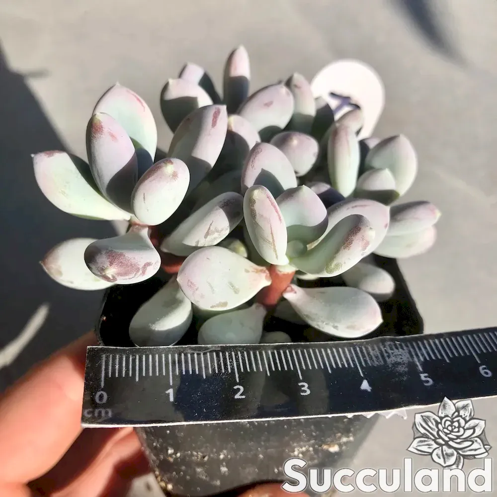 Pachyphytum Glutinicaule Sticky Moonstones succulent