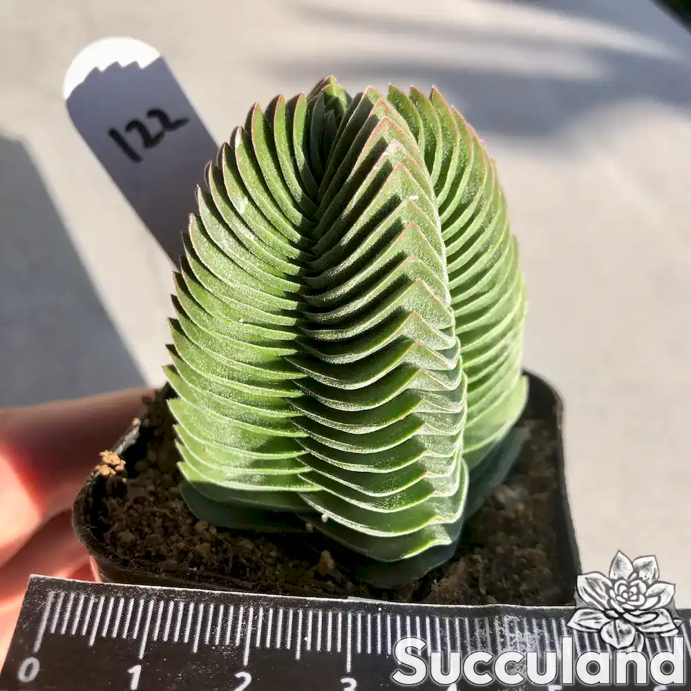 Crassula Buddha’s Temple succulent