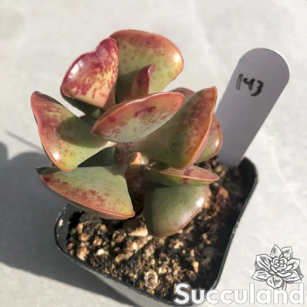 Adromischus Triflorus Calico Hearts succulents