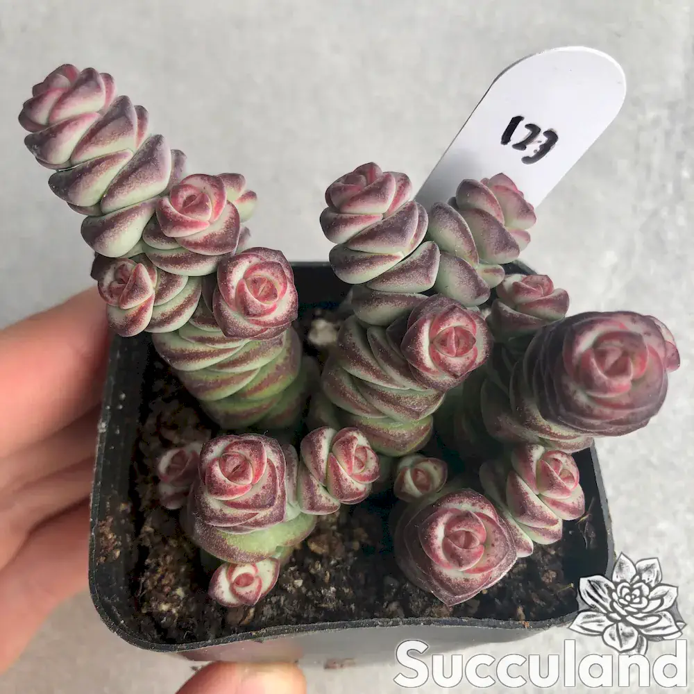 crassula coastal coral succulent