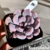 Graptoveria Topsy Debbi - Lilac Spoons