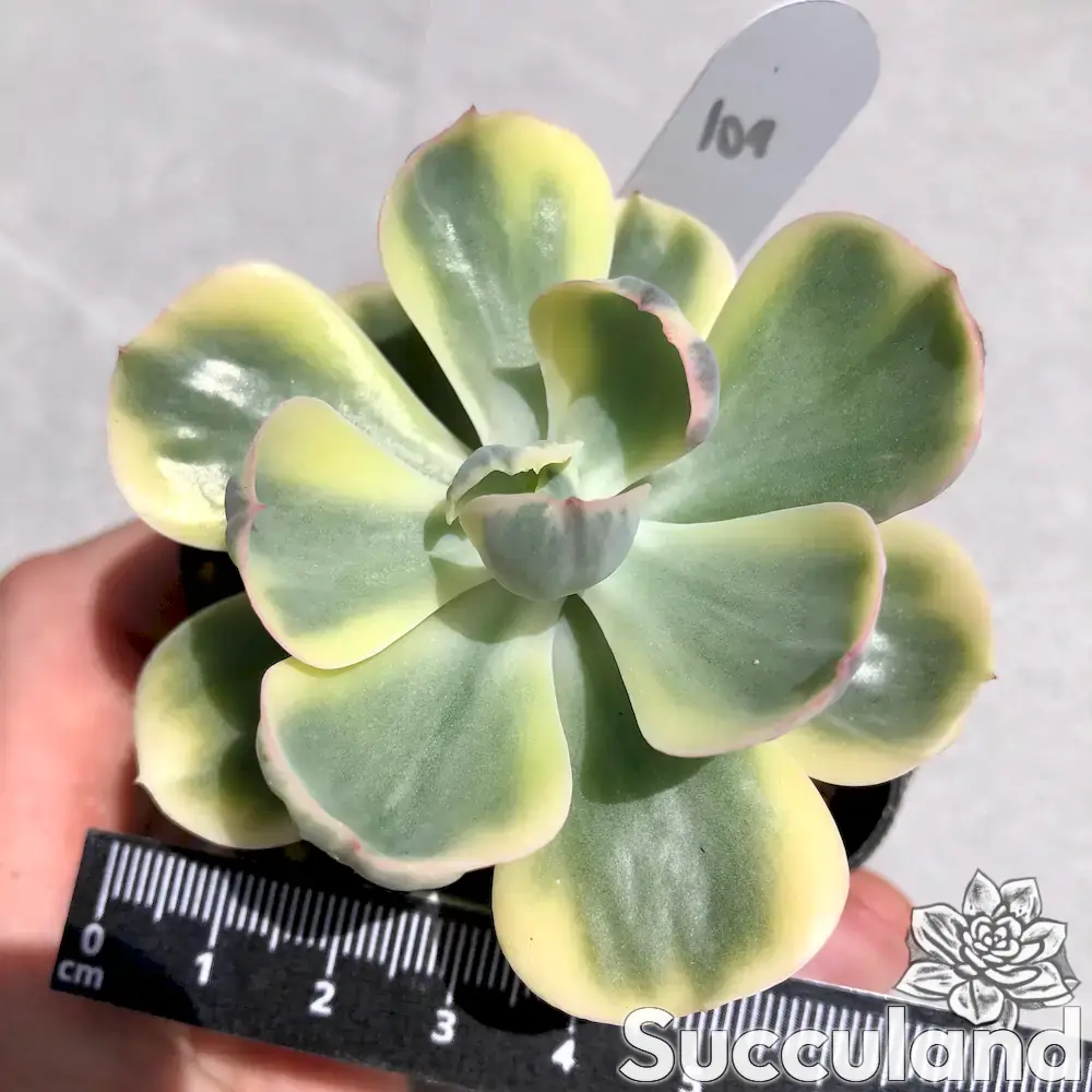 echeveria sunset peony succulent