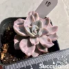 Graptoveria Mrs Richards Variegated
