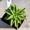 Echeveria Lutea - Yellow Echeveria
