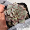 Echeveria Longissima Var. Aztatlensis