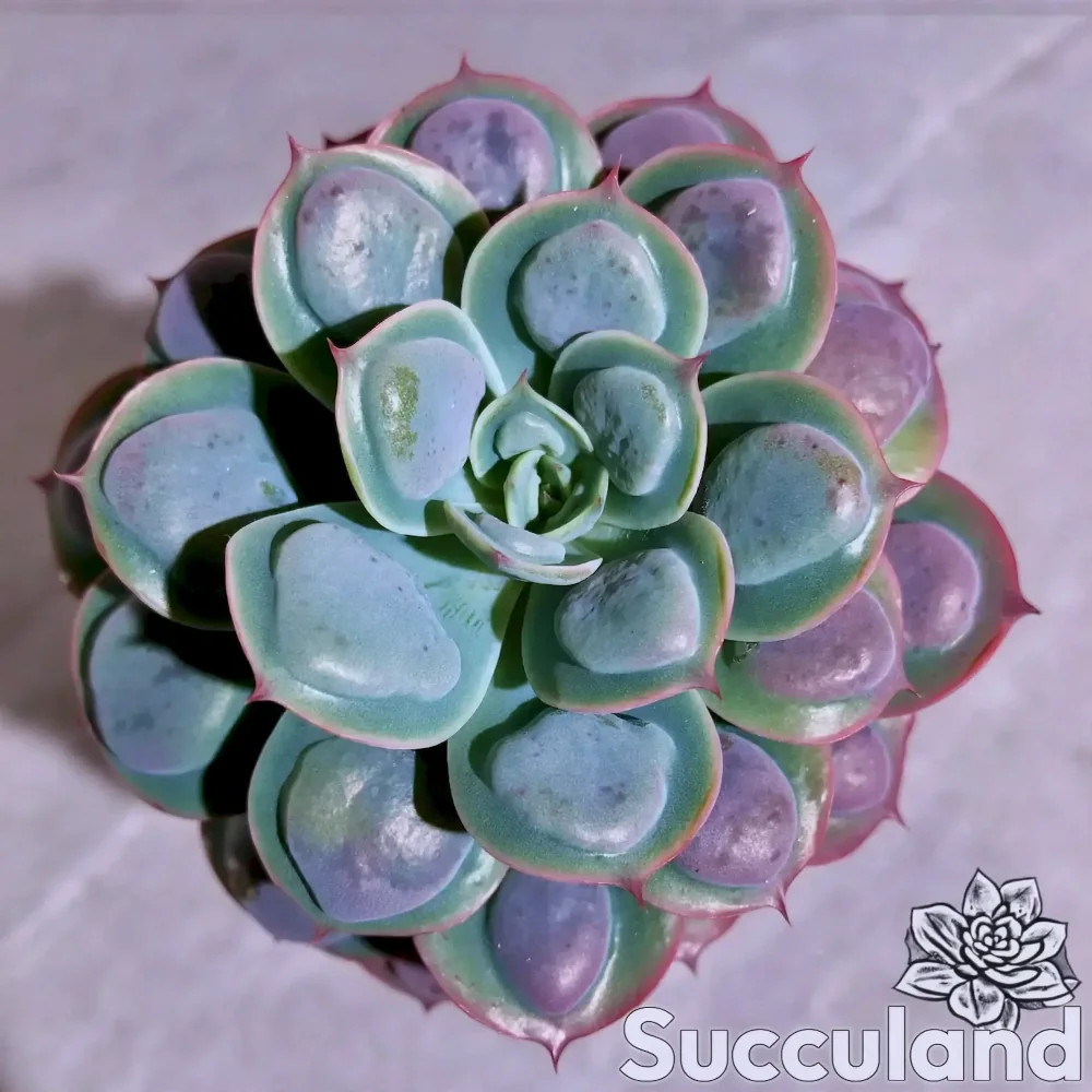 Echeveria raindrops succulent