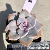 Graptopetalum Purple Delight
