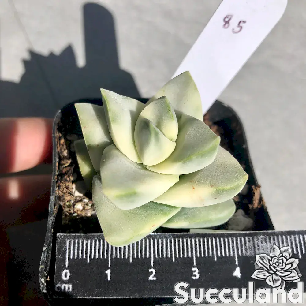 crassula moonglow variegated succulent