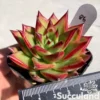 Echeveria Agavoides 'Lipstick'