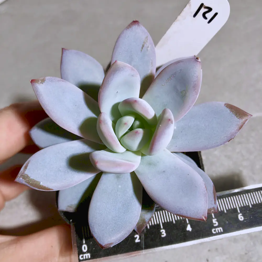 Echeveria White Lotus