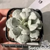 Caputia Scaposa Var. Addoensis
