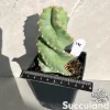 Cereus Forbesii 'Spiralis' - Spiral Cactus