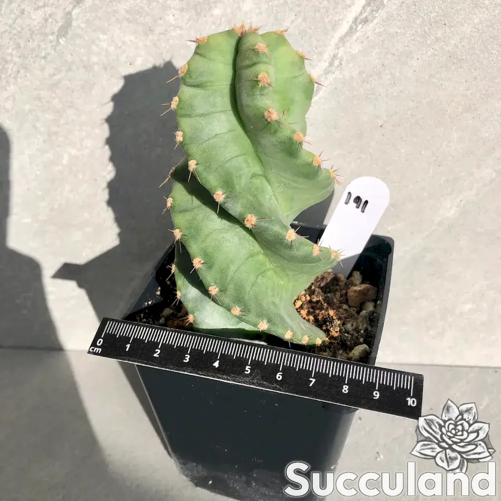 Cereus forbesii Spiralis cactus