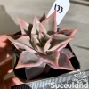 Echeveria Madiba