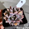 Graptoveria Debbi