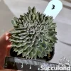 Sinocrassula Yunnanensis - Chinese Jade