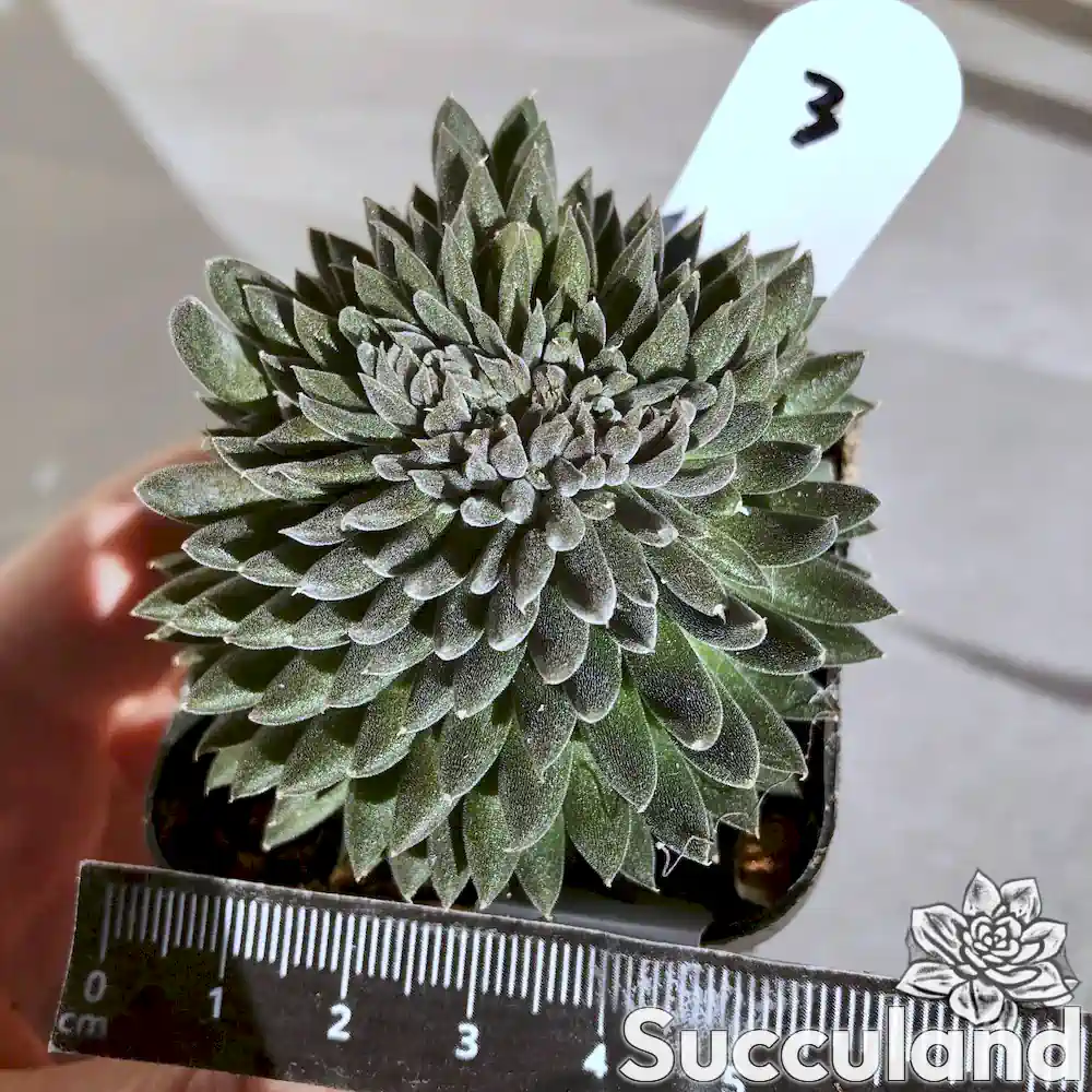 Sinocrassula yunnanensis Chinese Jade succulent