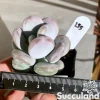 Pachyphytum Oviferum - Moonstones