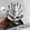 Cotyledon Orbiculata Long Leaf Variegated