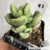 Cotyledon Tomentosa - Bear Paws