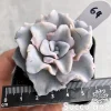 Echeveria Crispate Beauty